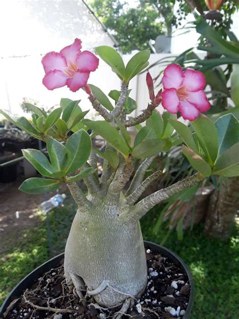 Adenium Arabicum Desert Rose World Of Succulents