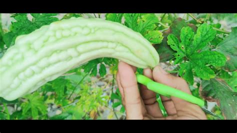 Paano Mag Harvest Ng Ampalaya Para Magkaroon Ng Maraming Bunga Youtube