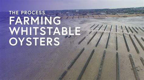 Farming Whitstable Oysters The Process Youtube