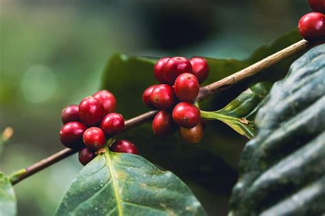 Premium Photo Arabica Coffee Berries With Agriculturist Handsrobusta