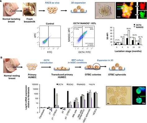 Embryonic Stem Cell Transcription Factor Expression And Effects On