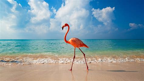 The Bahamas Bahamian Symbols