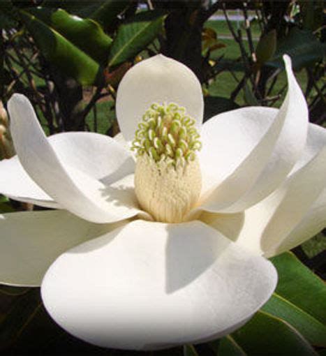 Buy Affordable Southern Magnolia Trees At Our Online Nursery Arbor