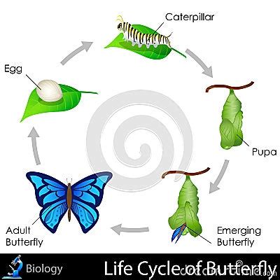 Lifecycle Of Butterfly Stock Photos - Image: 31606493