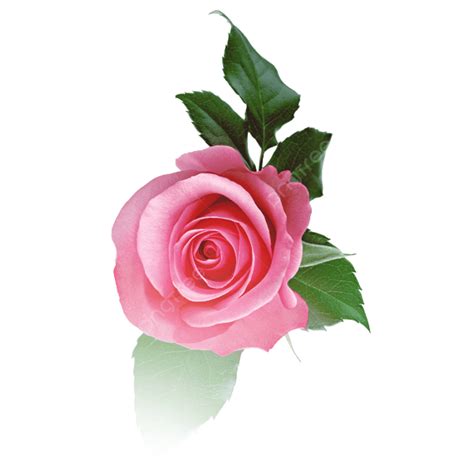 Pink Beauty Png Picture Beautiful Pink Flowers Beautiful Pink