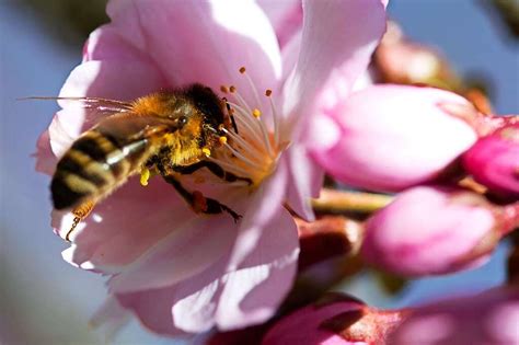 Was Hilft Gegen Das Insektensterben S Dwest Badische Zeitung