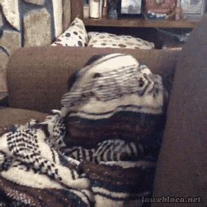 Blanket Primogif