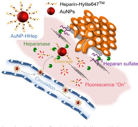Figure 1 from Heparin immobilized gold nanoparticles for targeted ... 