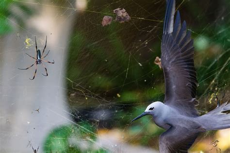 Wildlife Photographer of the Year 2013 - The Atlantic