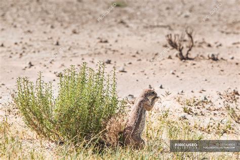 Closeup View Of Cape Ground Squirrel Kgalagadi Transfrontier Park