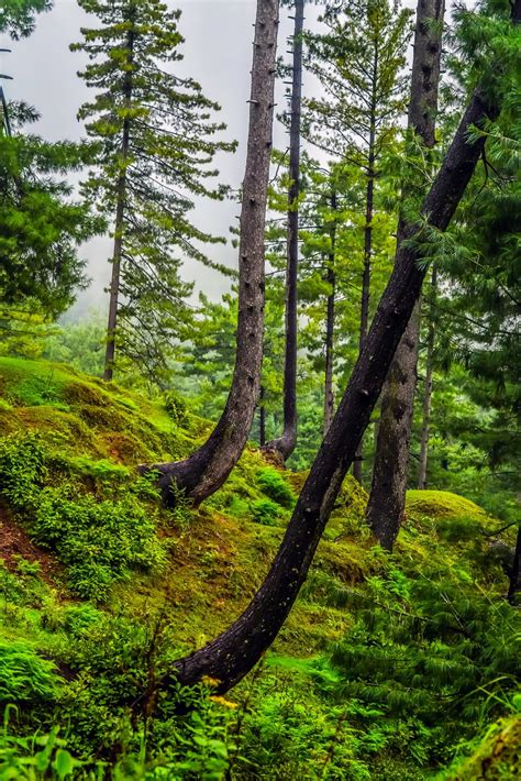 Free Images Landscape Tree Nature Wilderness Branch Trunk