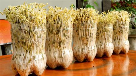 How To Grow Mung Bean Sprouts At Home Easily Harvest After 3 Days