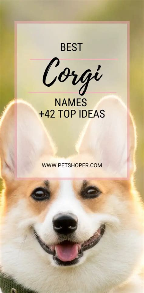 Corgi Names 42 Top Ideas Incl Queens Royal Corgis Petshoper