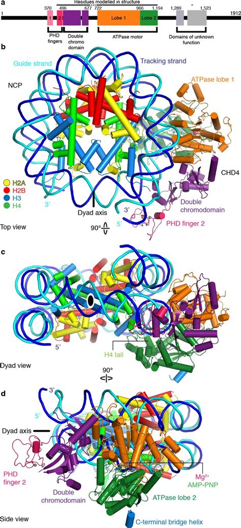 Nucleosome Chd Chromatin Remodeler Structure Maps Human Disease