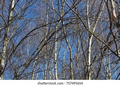 Naked Aspen Trees Stock Photo Shutterstock