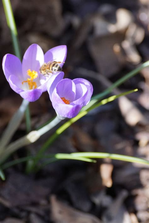 Crocus Bee Pollination Free Photo On Pixabay Pixabay