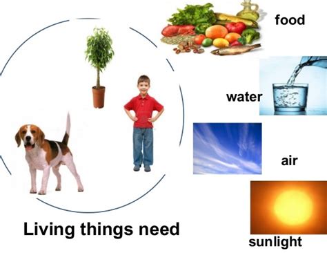 Things We Need To Live Grade 2