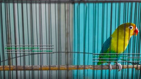 Sekali Dengar Lovebird Lain Pasti Ngekek Panjang Terbukti Ampuh Cepet