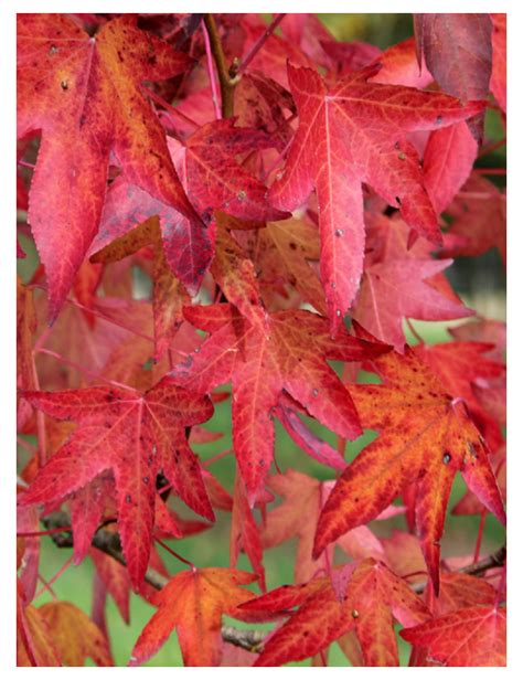 Liquidambar Styraciflua Horticulture Dumont