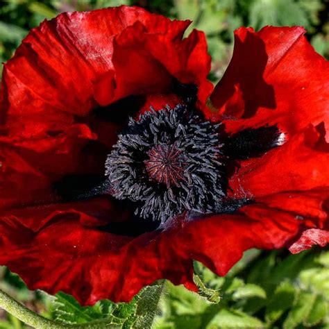 Papaver Orientale Beauty Of Livermere Shop Papaver Proctors Nursery