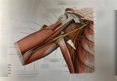 Vue Anterieure Epaule Diagram Quizlet