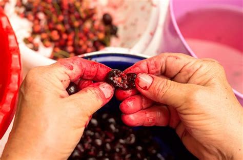 Como Deshuesar Cerezas Facil Rapido Metodos Cocina Vital