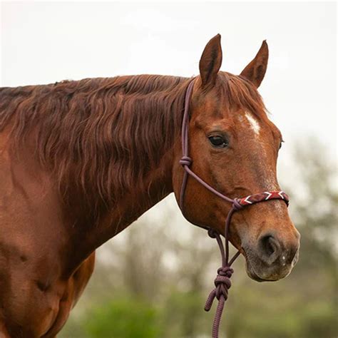 Cashel Cashel 9 Lead Rope And Beaded Rope Halter Wrs