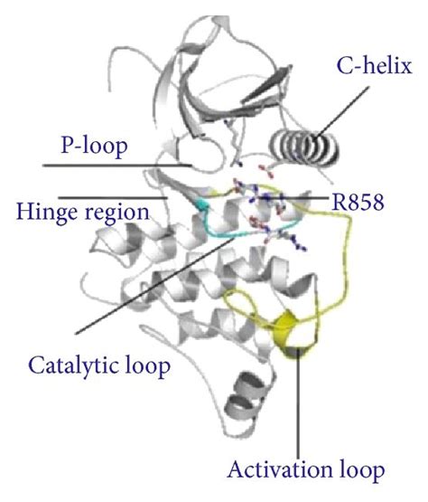 Computational Modeling Of The Egfr L R Mutant A The Predicted