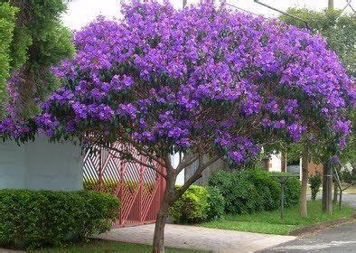 plantando em calçadas quaresmeira Árvores para calçada Árvores para