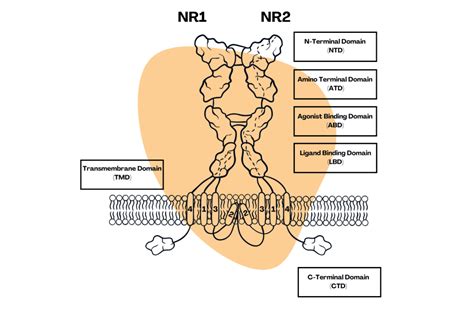 How Does Ketamine Work? Exploring Ketamine’s Mechanism of Action ...