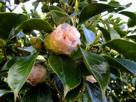 Plantfiles Pictures Common Camellia Japanese Camellia Hawaii