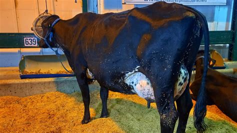 Expocruz 2022 eligió a su vaca más lechera Red Bolivisión