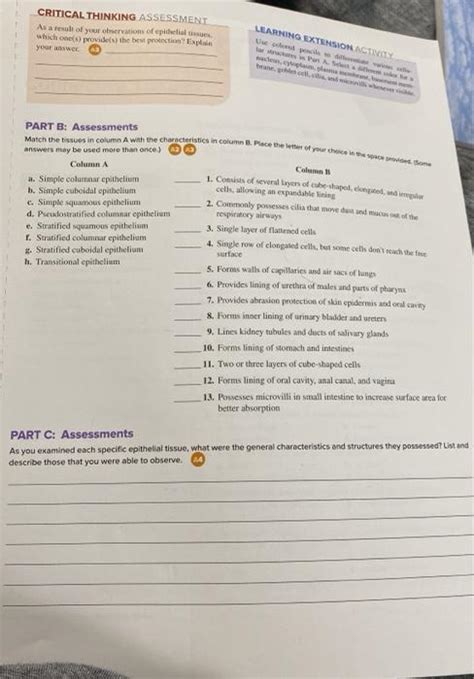 Solved LEARNING EXTENSION ACT Match The Tissues In Column A Chegg