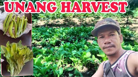 Nag Bunga Na Ang Pag Hihirap Nag Simula Ng Mag Harvest Sa Mga Tanim