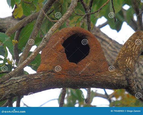 Rufous Hornero Nest stock image. Image of rufus, oven - 79548983