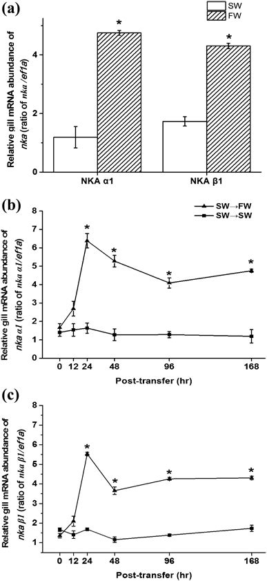 Time Course Mrna Expression Of Gill Nka α1 And β1 Subunit Transferred Download Scientific