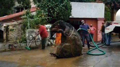 Esta Es La Verdadera Historia De La Rata Gigante