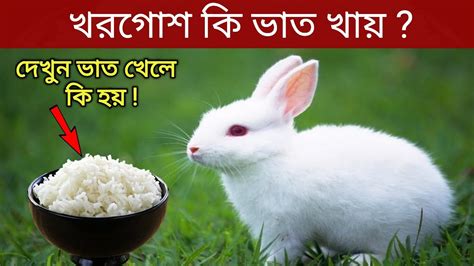 খরগোশ কি ভাত খায় Does Rabbit Eat Rice Youtube