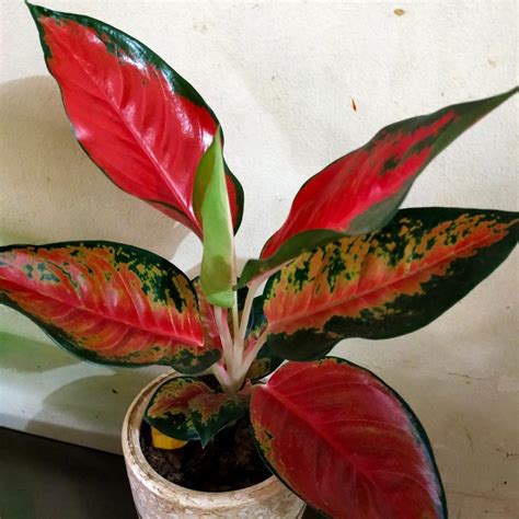 Aglaonema Suksom Jaipong Furniture Home Living Gardening Plants