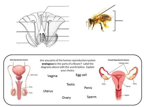 Plant Reproduction Teaching Resources The Science Teacher