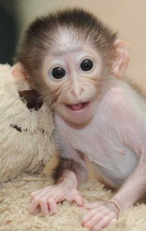 Pictured: The baby monkey that thinks its mum's a teddy bear | Daily ...