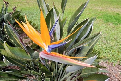 How To Prune Birds Of Paradise Plants How Often Where Simplify Plants