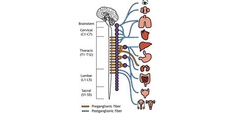 Peripheral Nervous System Introduction To Neuroscience