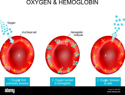 Oxygen and Hemoglobin. Red blood cells with hemoglobin molecule. vector ...