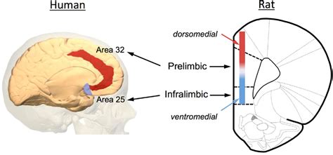 Frontiers The Plasticity Of Extinction Contribution Of The