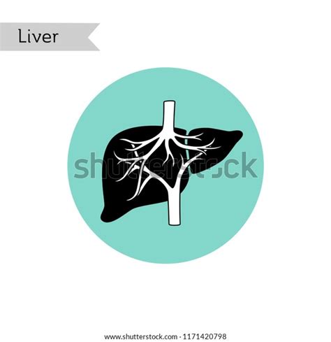 Vector Isolated Illustration Liver Anatomy Human Stock Vector Royalty Free 1171420798