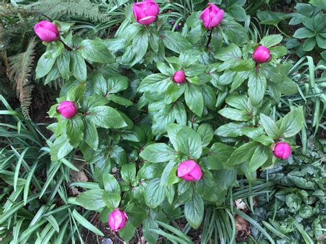 Paeonia Mascula Subsp Russoi Suffolk Plant Heritage