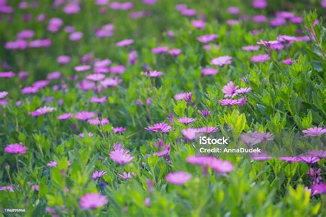 Purple Daisy Background Stock Photo - Download Image Now - Agricultural ...