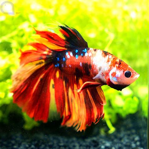 Kampffisch Halfmoon Red Nemo Betta Splendens Aquapro