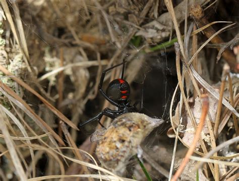 Ohio Birds And Biodiversity Encounter With A Black Widow